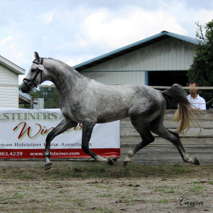 a-Aria Holsteiner Inspections 10-2-14-11-1